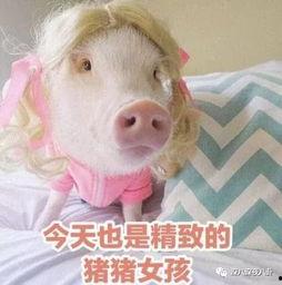 肥猪猪的日常娱乐吃瓜,娱乐至上,笑料连连