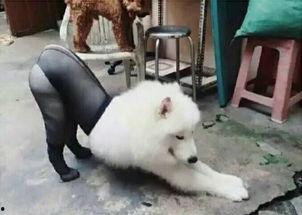 狗吻美女丝袜脚趾视频,狗吻美女脚趾视频引发热议