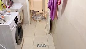 床震视频有叫声,揭秘视频中的真实情感表达