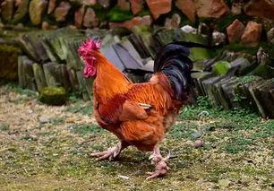 老公鸡鸡日痛了,揭秘男性私密部位不适之谜